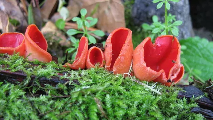 Scarlet elf cup (Sarcoscypha coccinea) fungus growing on a mossy stump