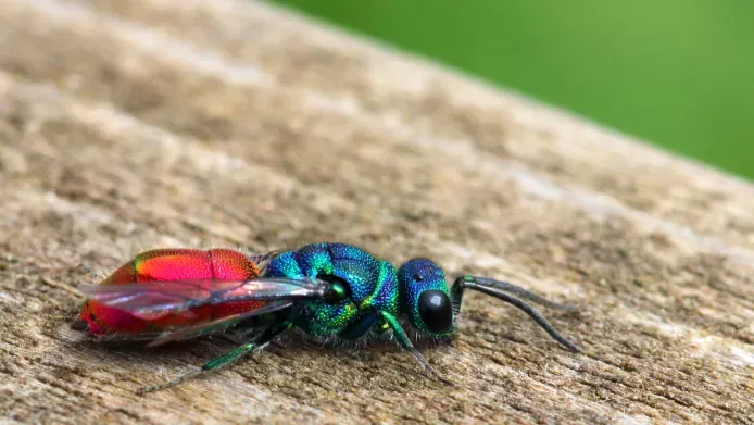 Credit Istock/Peter Swan.  A beautiful ruby-tailed wasp (Chrysis ignita agg), photographed in County Durham, England