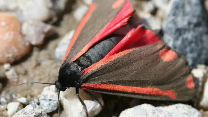 A red and black cinnabar moth rests on some pebbles