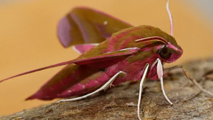 An elephant hawk moth rests on a log with its wings open