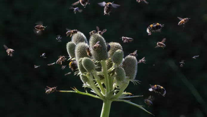 Bees and other pollinators swarm around a Sea Holly flower