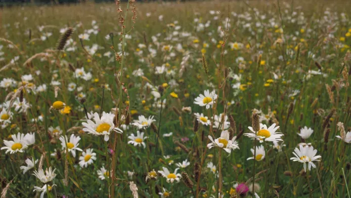 A wildflower meadow with Oxeye daisies
