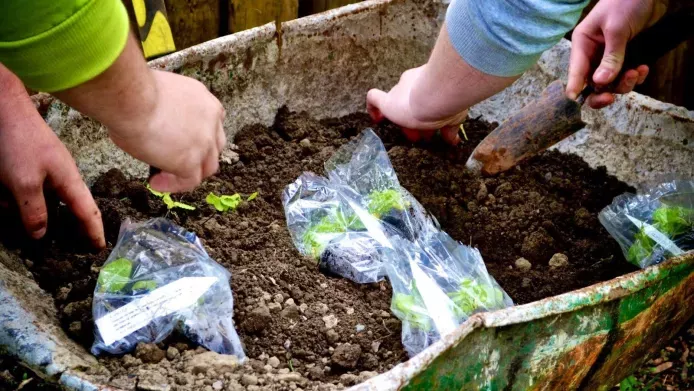 Planting seedlings in a container