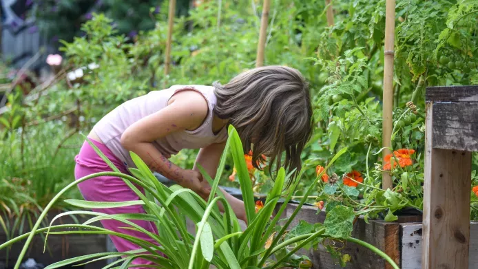 A child leans over to look at a flower in a city community garden, London