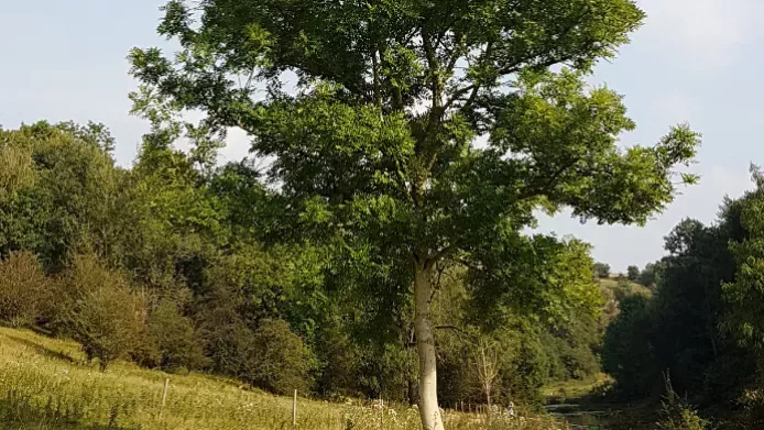 A green tree standing on a gentle slope