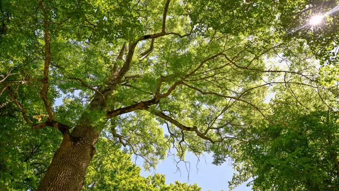 An ash tree canopy with blue sky above 