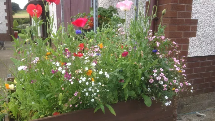 A container with wildflowers growing in it