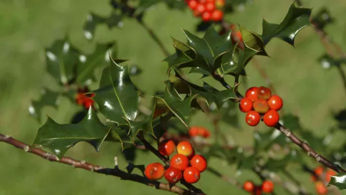 holly branch with red berries