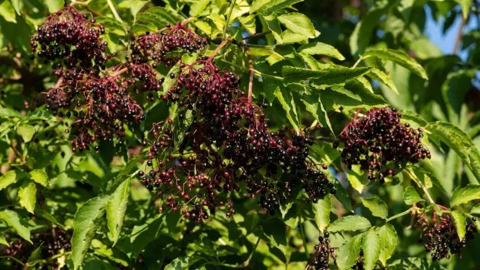 berries and leaves of an elder tree