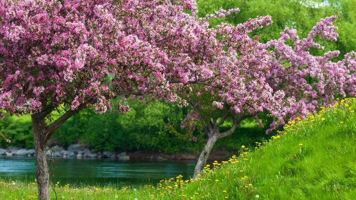 two crab apple trees with pink blossom 