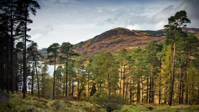 A row of Scots Pine by Loch Trool, Scotland