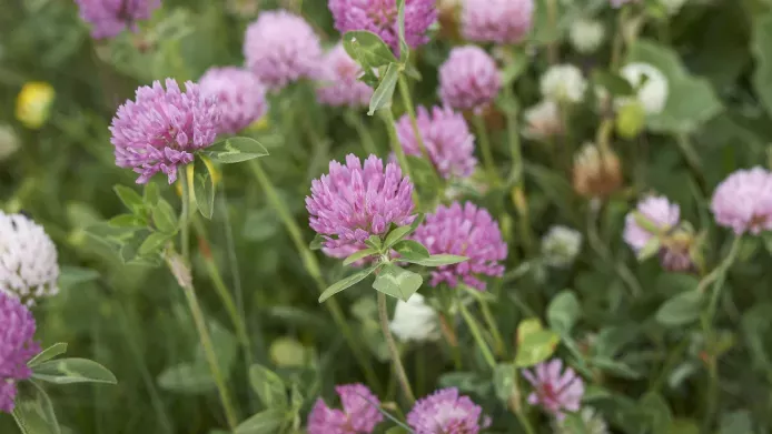 close up of red clover flowers