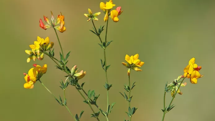 close up of birds-foot trefoil yellow flowers