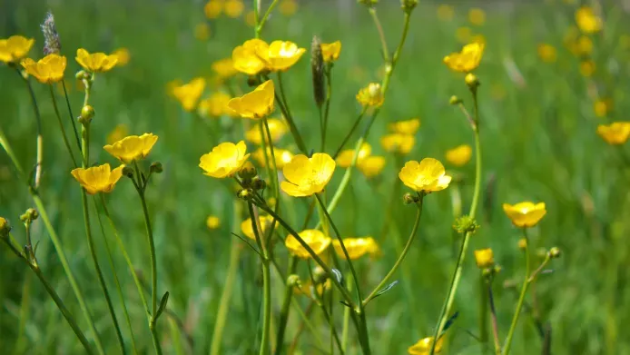 close up of yellow buttercup flowers