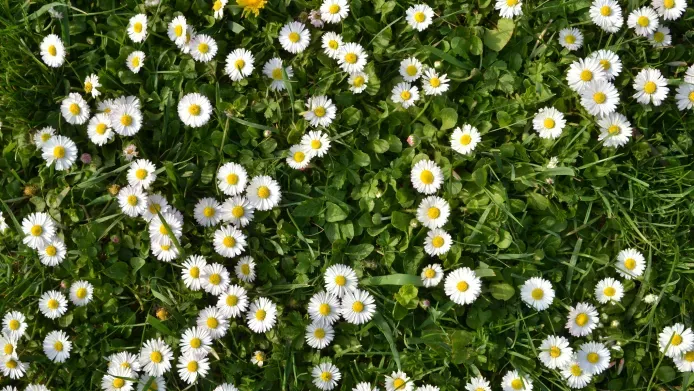 birds-eye view close-up of daisies on a lawn 