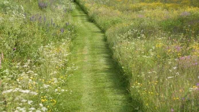 wildflowers with a path mown through them 