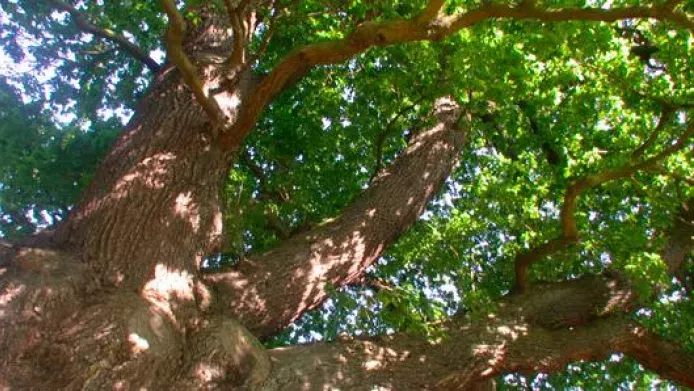 looking up at the branches of an oak tree