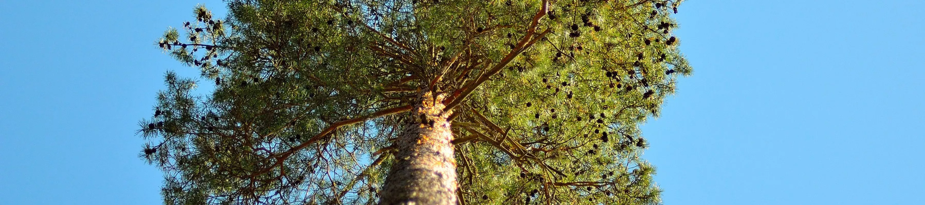 Looking up at the canopy of a scots pine from the ground